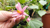 Passiflora tulae 4" pot