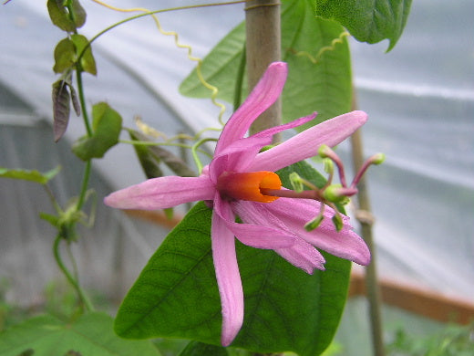 Passiflora tulae 4" pot