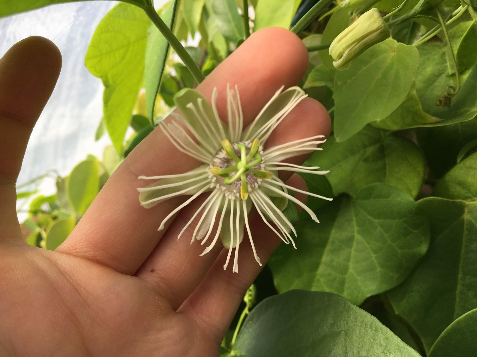 Passiflora tricuspis bilobed (formerly sold as P. pohlii P. urnaefolia) 4" pot