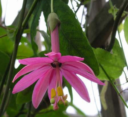Passiflora luzmarina 4" pot