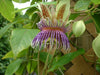 Passiflora maliformis pubescens 4" pot