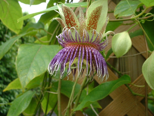 Passiflora maliformis pubescens 4" pot