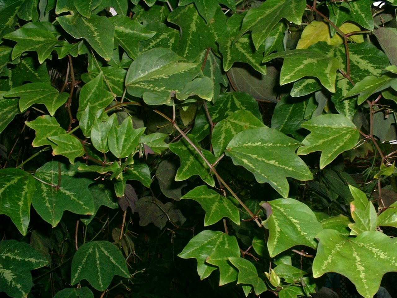 Passiflora trifasciata 4" pot