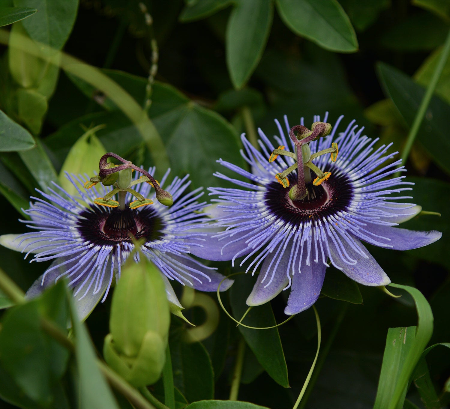 Passiflora 'Blue Bouquet' 4" pot