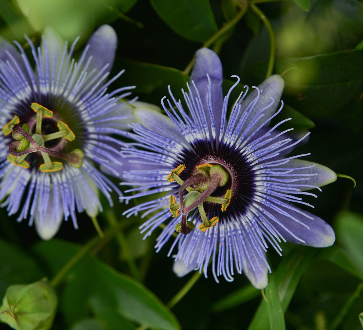 Passiflora 'Blue Bouquet' 4" pot