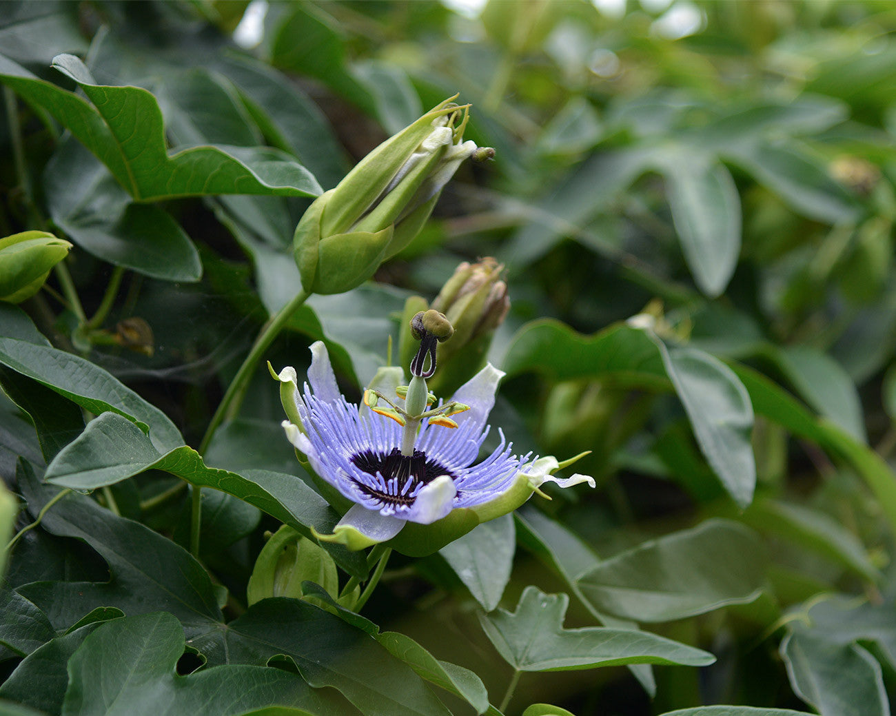 Passiflora 'Blue Bouquet' 4" pot
