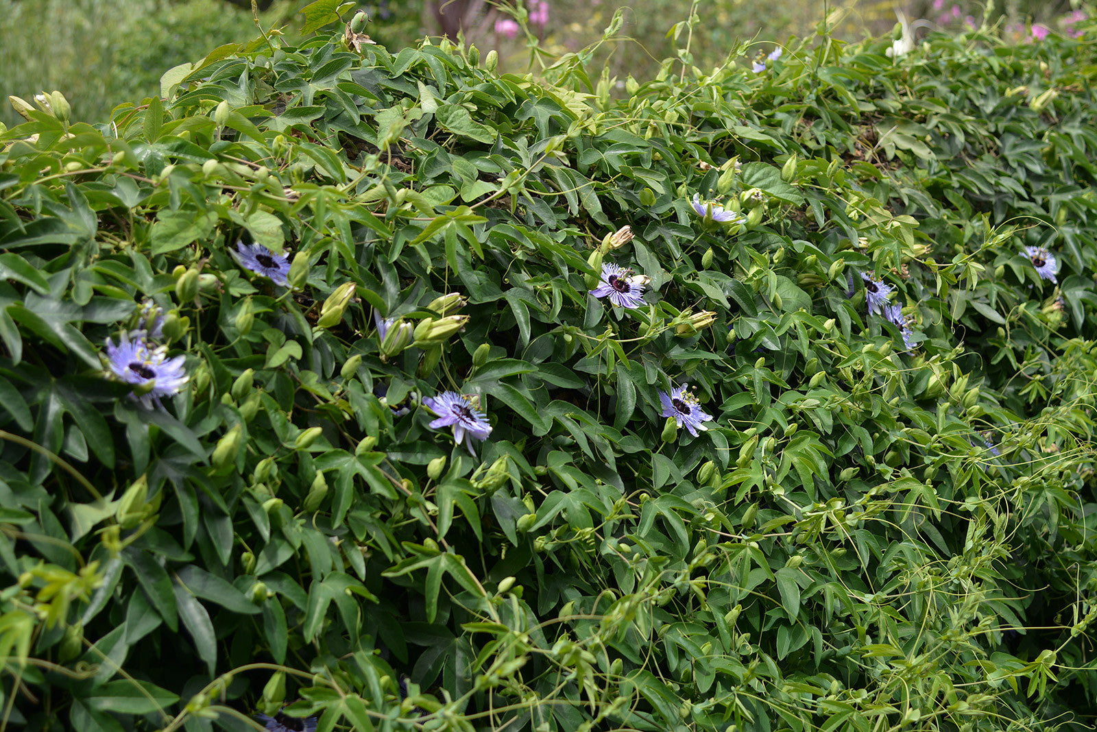 Passiflora 'Blue Bouquet' 4" pot