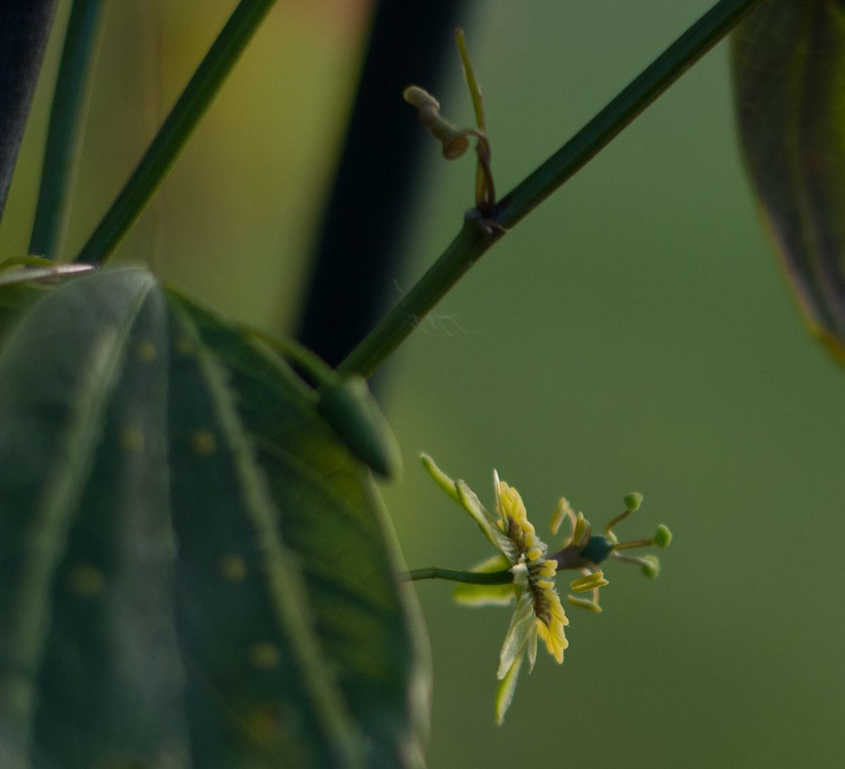 Passiflora boenderi 4