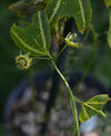 Passiflora boenderi 4" pot