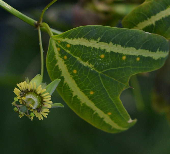 Passiflora boenderi 4" pot