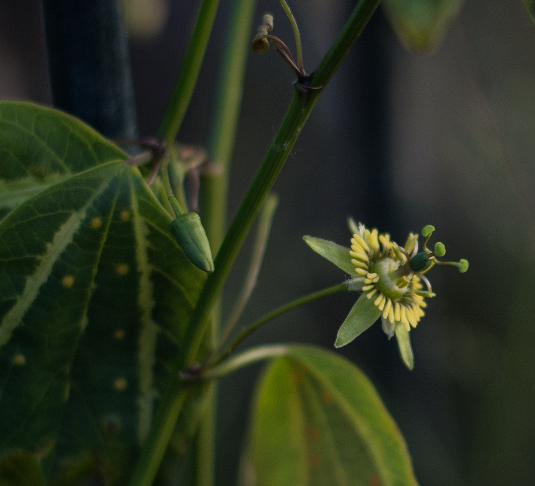 Passiflora boenderi 4" pot