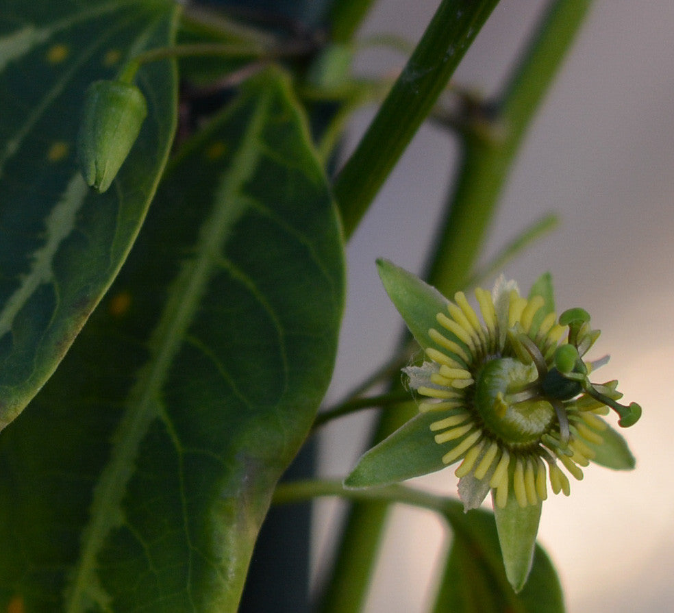 Passiflora boenderi 4" pot