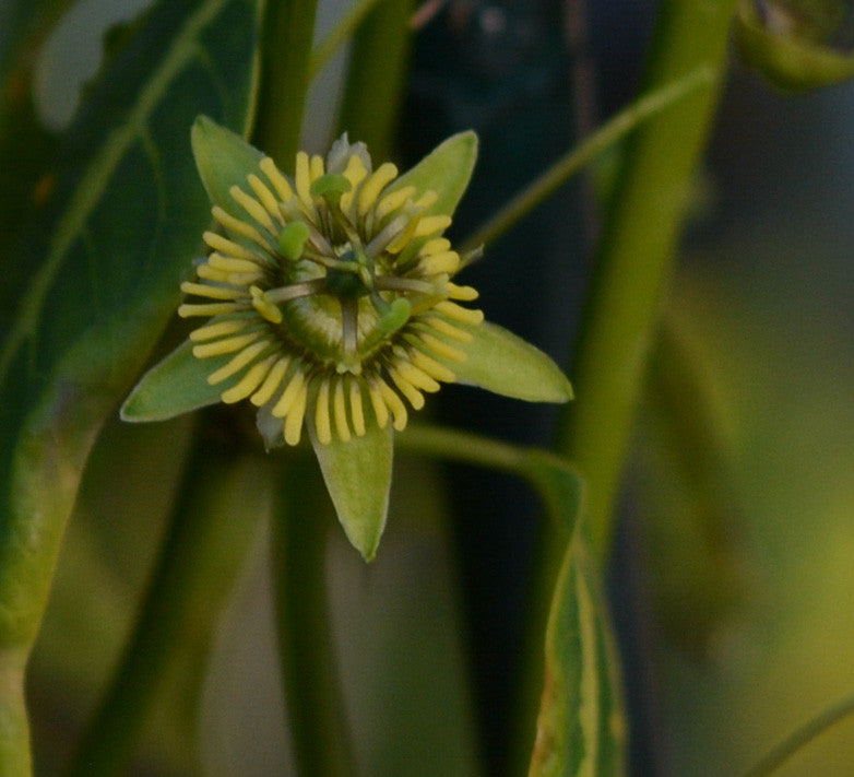 Passiflora boenderi 4" pot