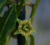 Passiflora boenderi 4" pot