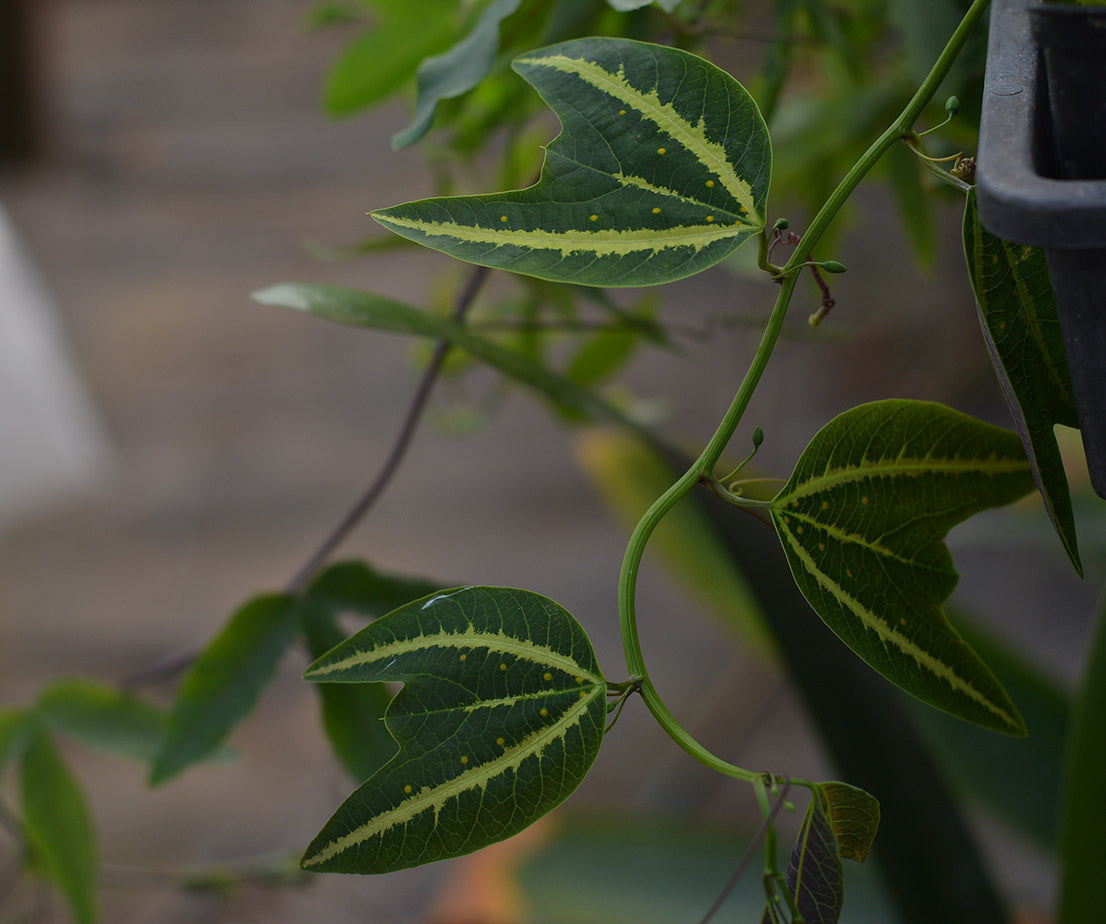 Passiflora boenderi 4" pot