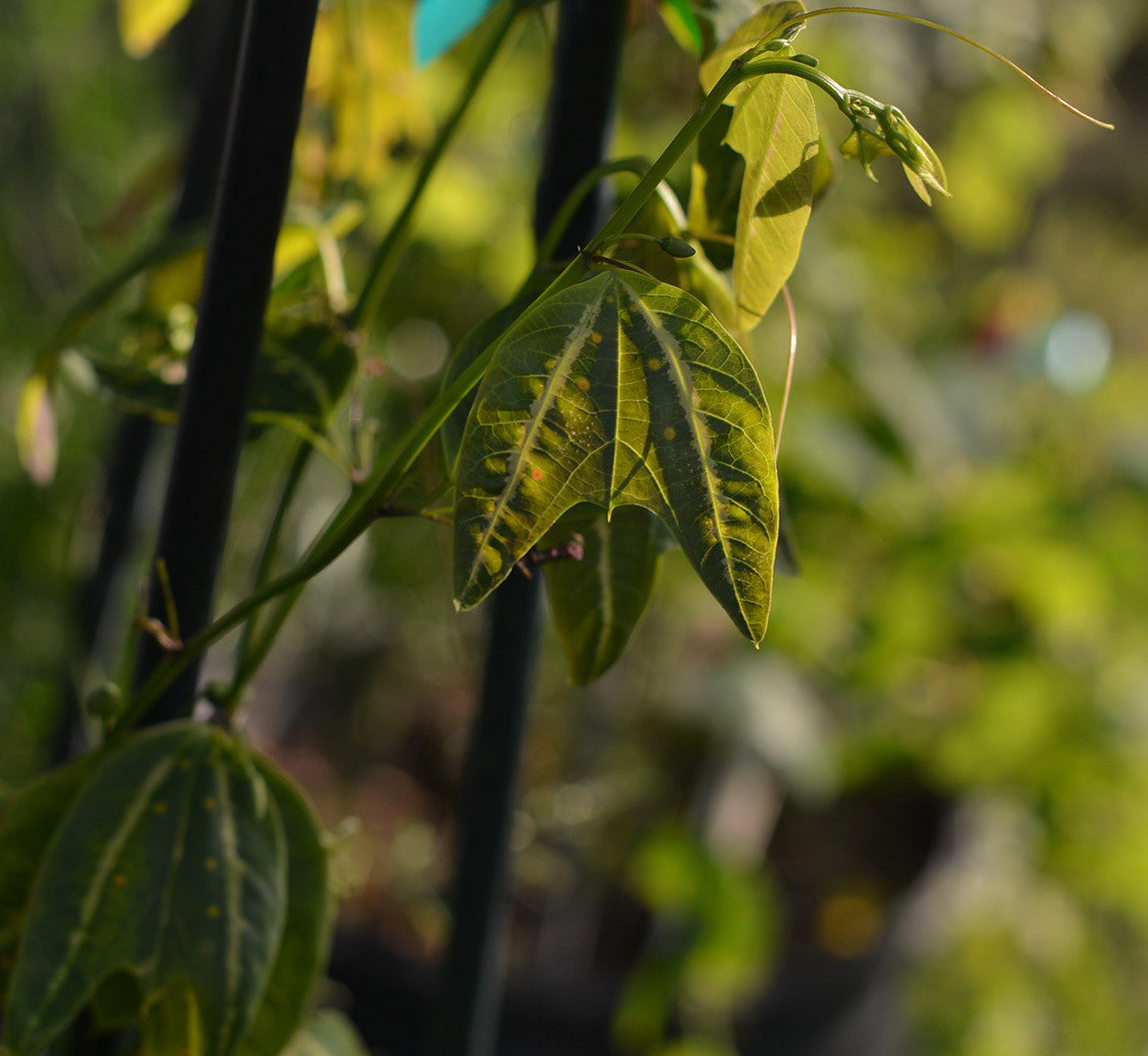 Passiflora boenderi 4" pot
