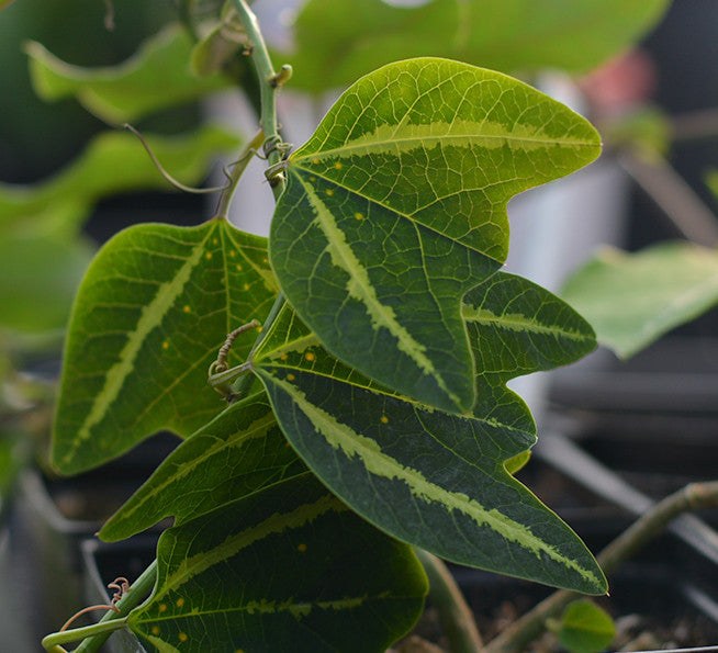Passiflora boenderi 4" pot