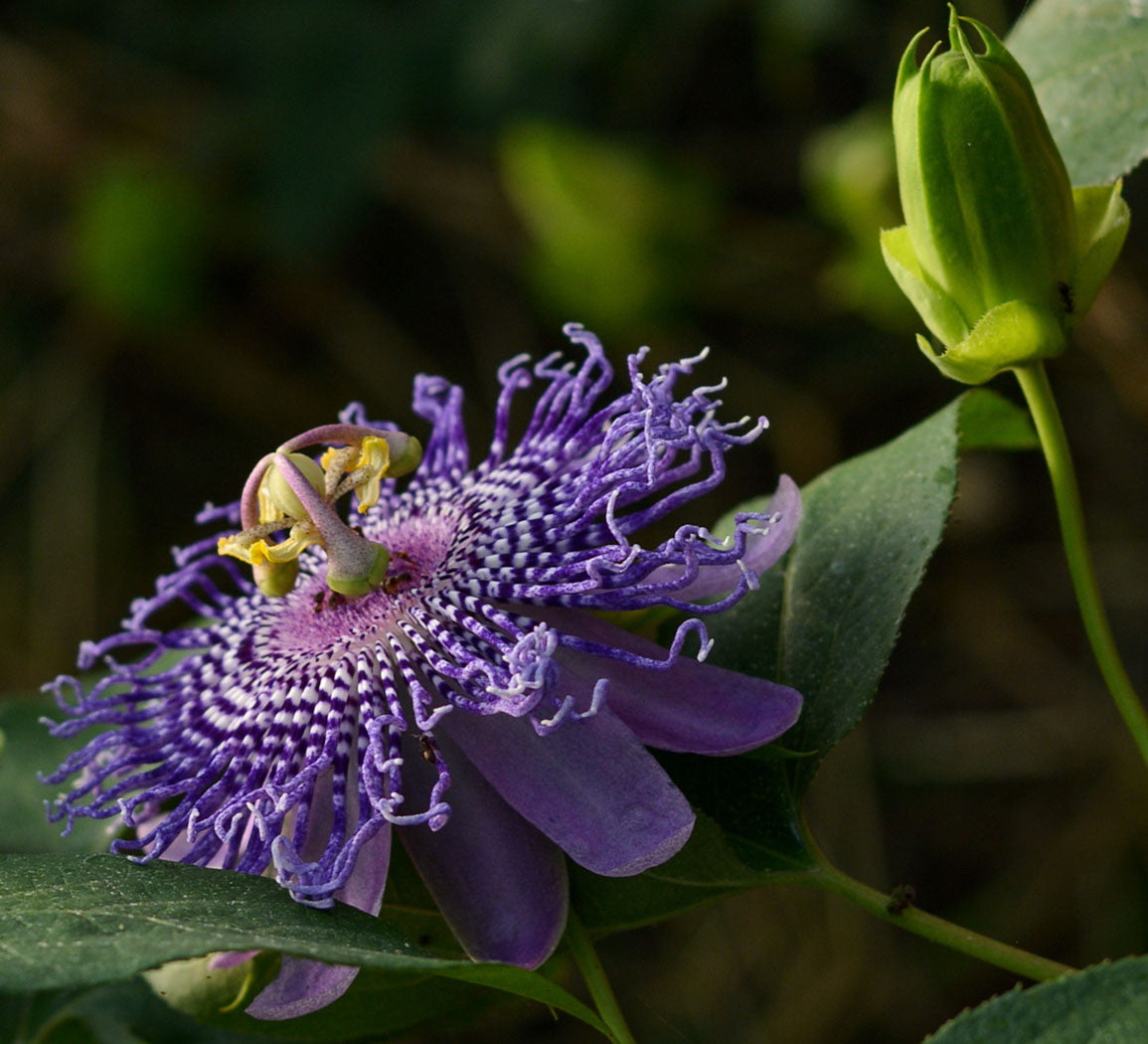 Passiflora 'Fata Confetto'