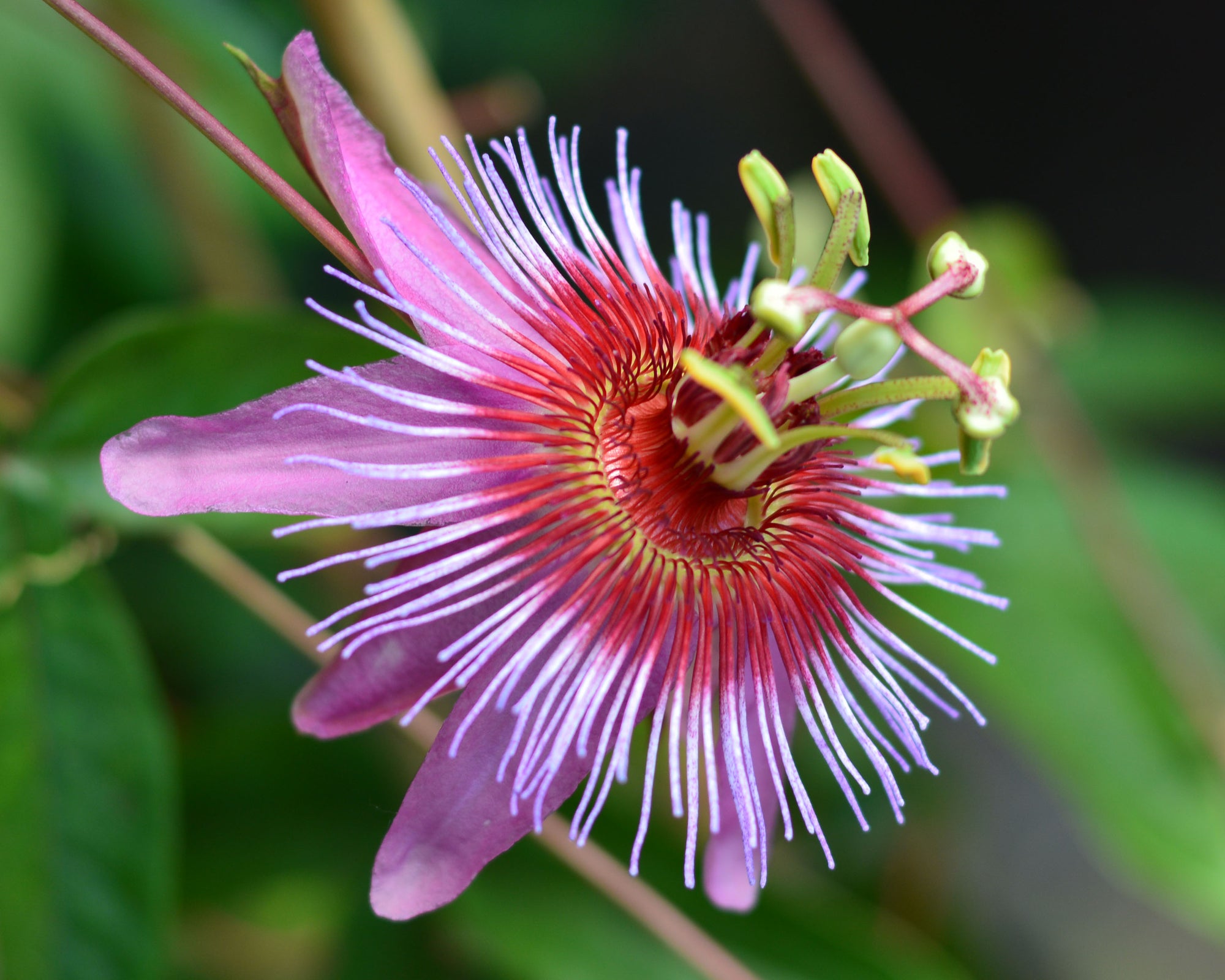 Passiflora 'Miri' 4" pot