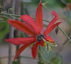 Passiflora 'Oaklandia' 4" pot