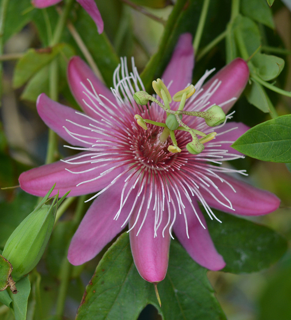 Passiflora 'Raspberries and Cream' 4" pot