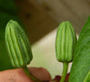 Passiflora rovirosae 4" pot