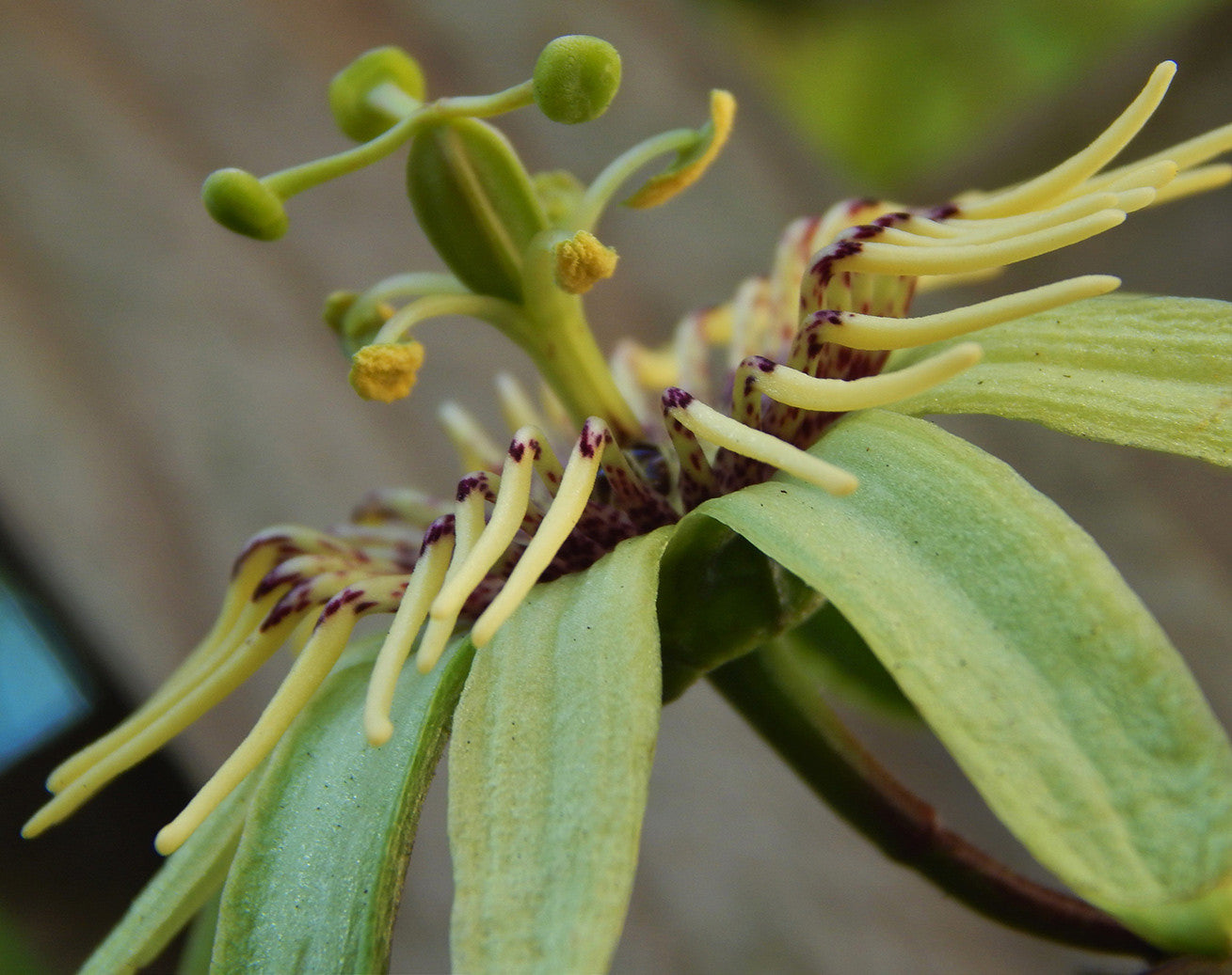Passiflora rovirosae 4" pot