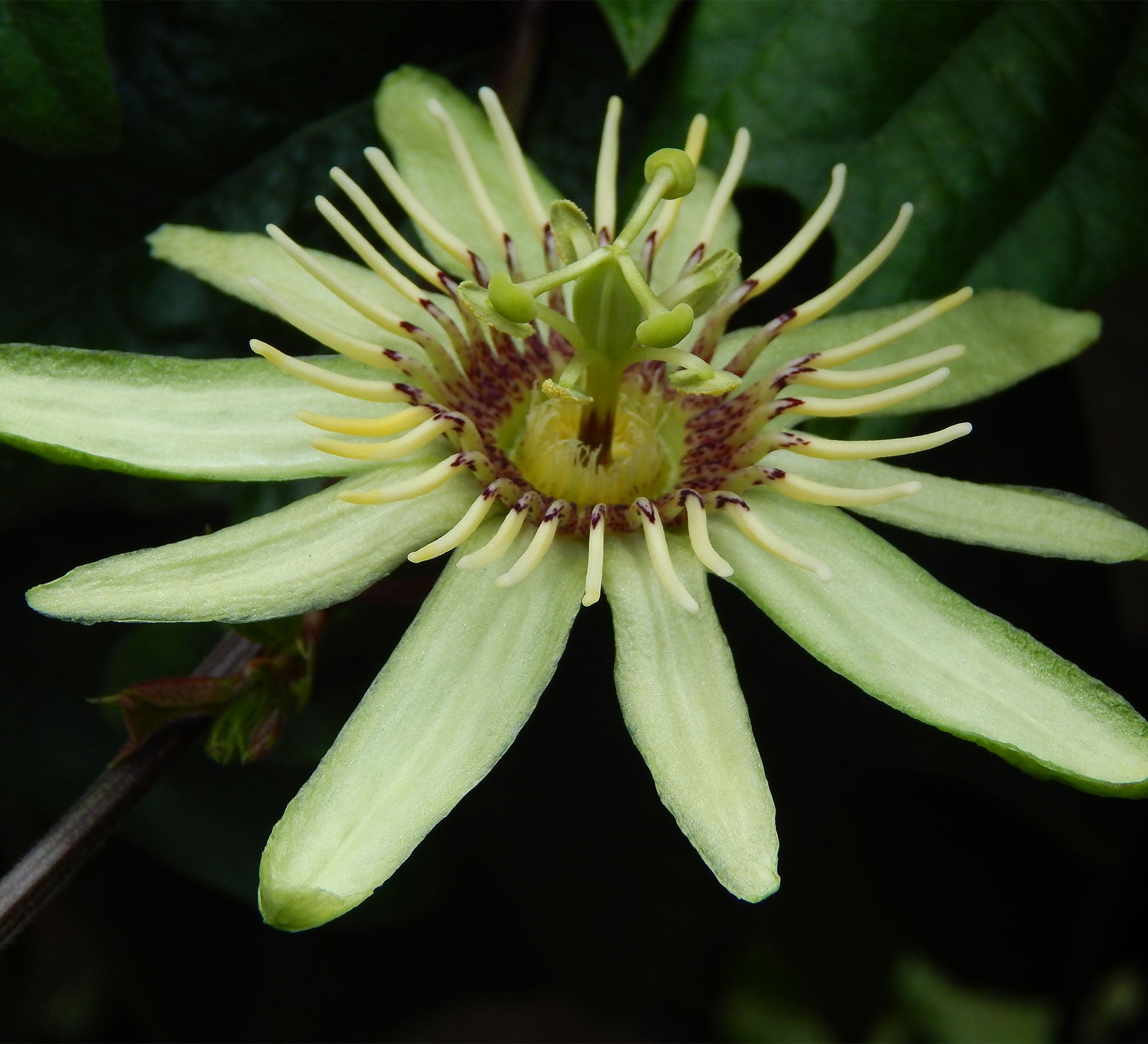 Passiflora rovirosae 4" pot