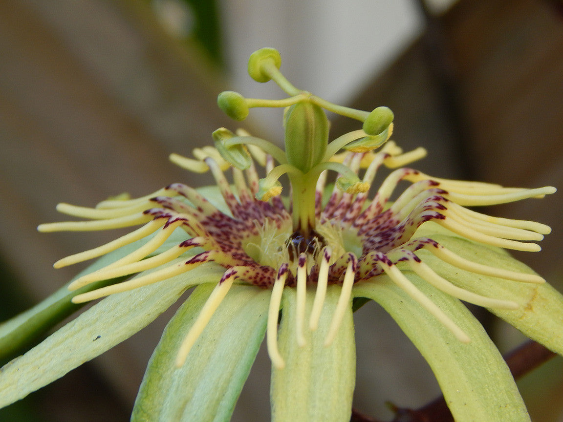 Passiflora rovirosae 4" pot