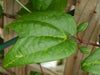 Passiflora rovirosae 4" pot
