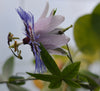 Passiflora 'Silvie' 4" pot