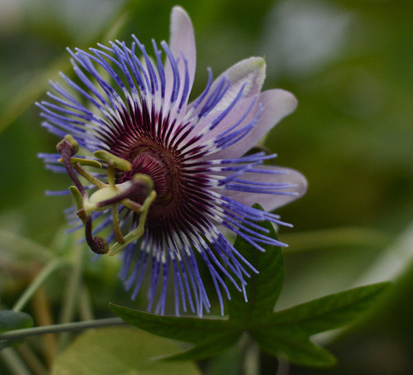 Passiflora 'Silvie' 4" pot