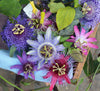A sample of the passiflora that you may receive from us.