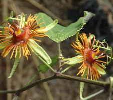 Passiflora 'Sunburst' 4" pot