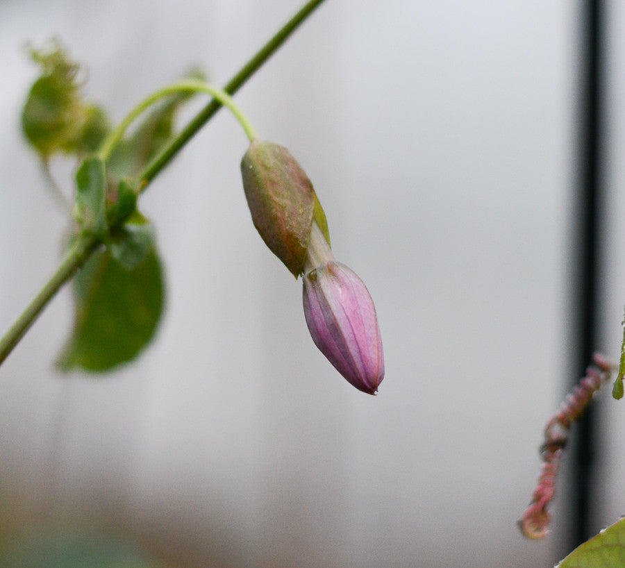 Passiflora 'Vanessa' 4" pot