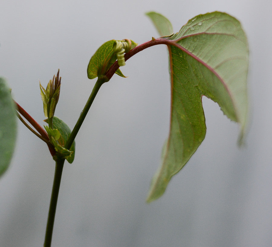 Passiflora 'Vanessa' 4" pot
