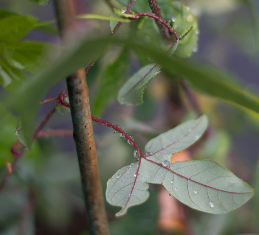 Passiflora 'Vanessa' 4" pot
