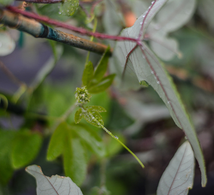 Passiflora 'Vanessa' 4" pot