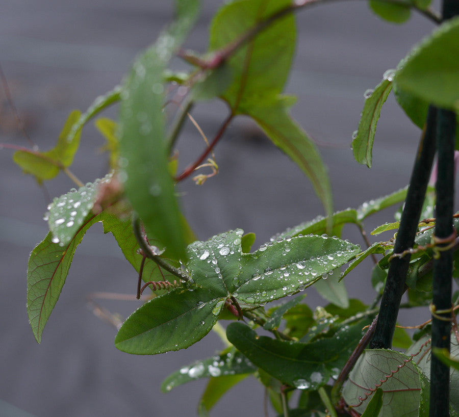 Passiflora 'Vanessa' 4" pot