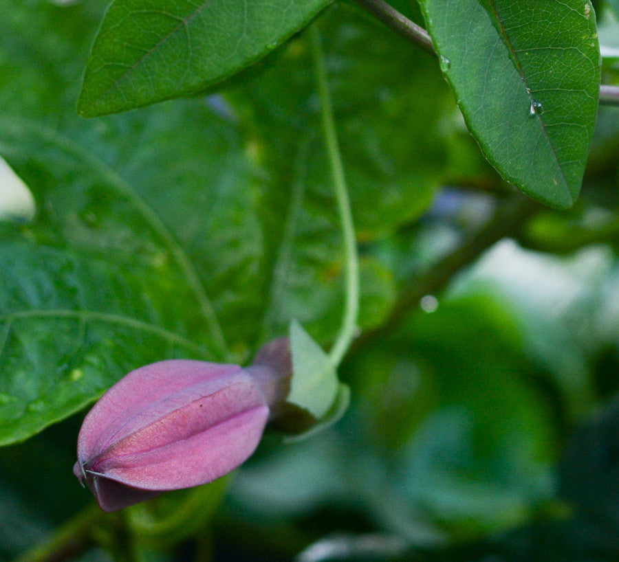 Passiflora 'Vanessa' 4" pot