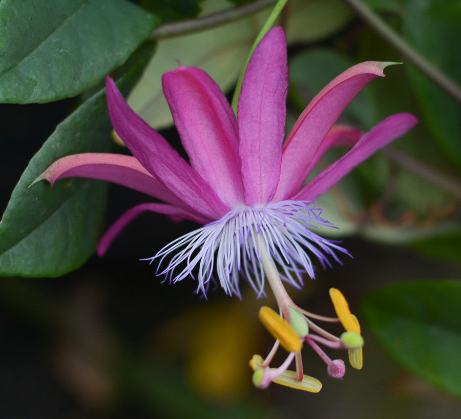Passiflora 'Vanessa' 4" pot