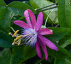 Passiflora 'Vanessa' 4" pot
