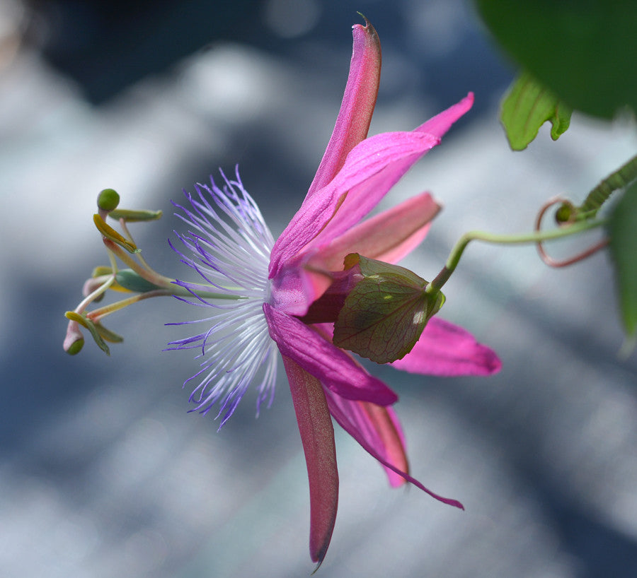 Passiflora 'Vanessa' 4" pot