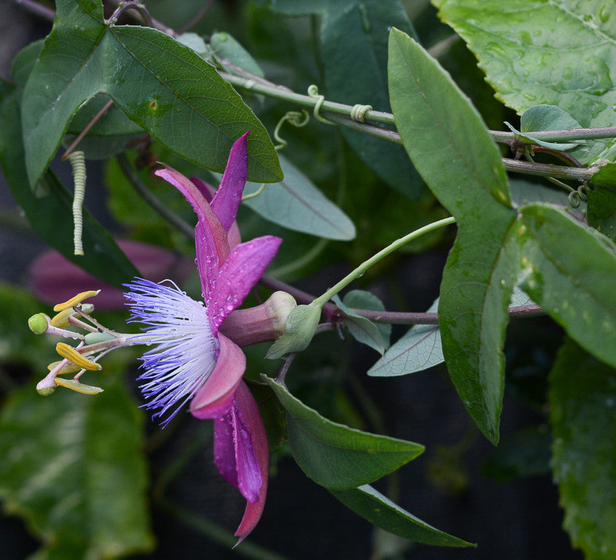 Passiflora 'Vanessa' 4" pot