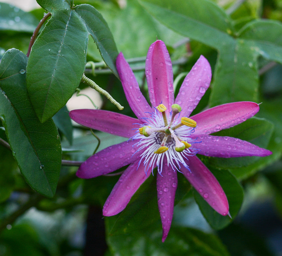 Passiflora 'Vanessa' 4" pot
