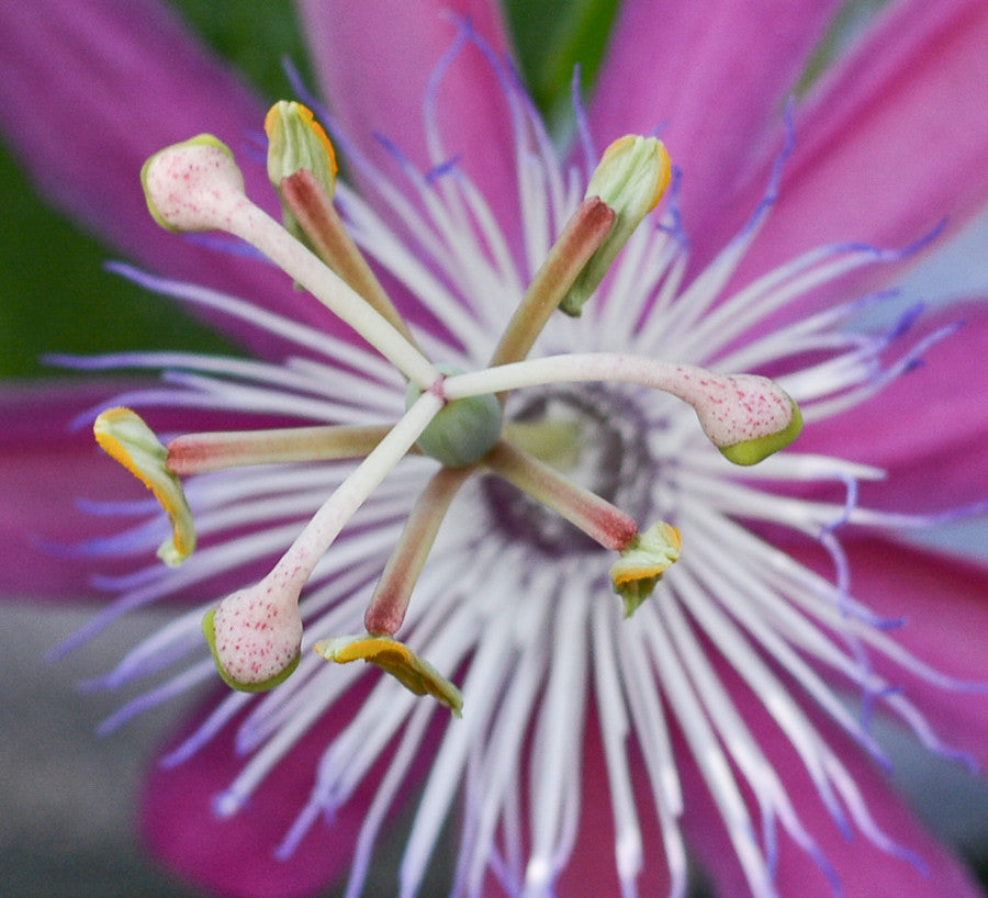 Passiflora 'Vanessa' 4" pot