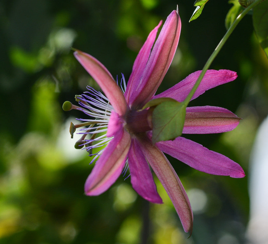 Passiflora 'Vanessa' 4" pot