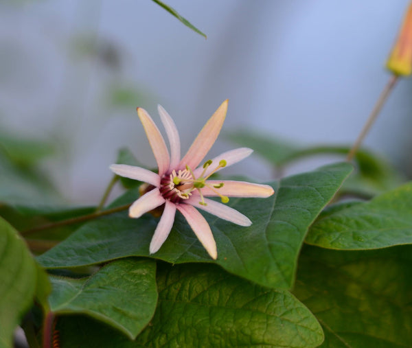 Passiflora 'Adularia' 4" pot