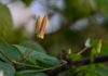 Passiflora 'Adularia' 4" pot