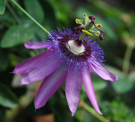 Passiflora 'Lavender Lady' 4" pot